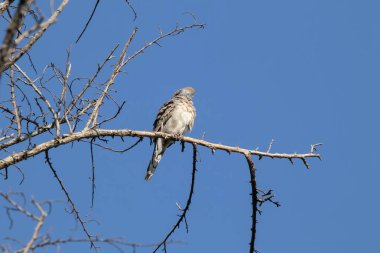 Kahverengi güvercin, mavi arka planda ağaç dalında oturuyor..