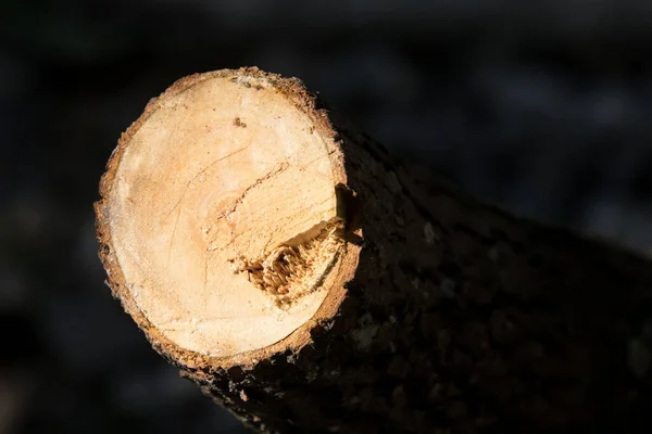 Розтопити Розріз Жовтого Шинамолу Камфори Дерева — стокове фото