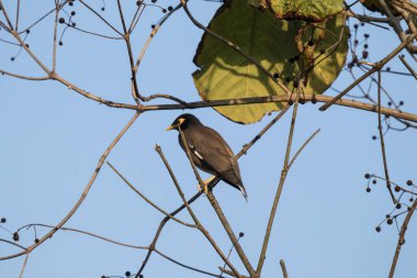 One black Common Myna bird on tree