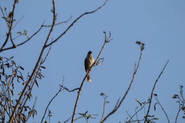 Ağaçta kırmızı bıyıklı Bulbul Kuşu, Pycnonotus jocosus