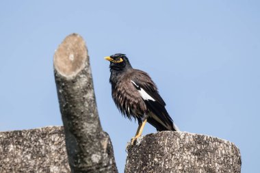 One black Common Myna bird on tree