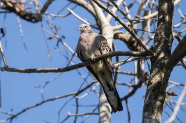 Kahverengi güvercin, mavi arka planda ağaç dalında oturuyor..