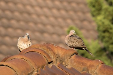 Kahverengi güvercin Brown evinin çatısında oturuyor.