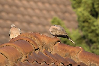 Kahverengi güvercin Brown evinin çatısında oturuyor.