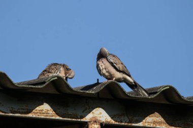 Kahverengi güvercin Brown evinin çatısında oturuyor.