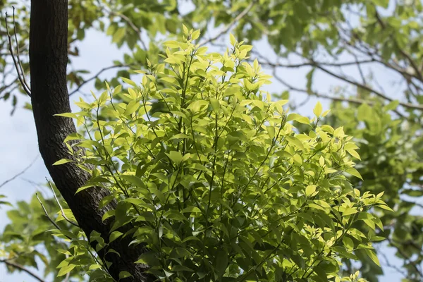 Wide Shot Green Cinnamomum Camphora Tree — Stock Photo, Image