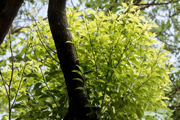 Bred Bild Green Cinnamomum Camphora Träd — Stockfoto