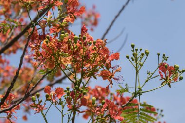 Kırmızı Parlak Çiçek, Ateş Ağacı, Kraliyet Poinciana