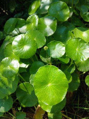 Gotu kola ağacının, Asya pennywort 'unun ya da Hint pennywort' unun yakınında.