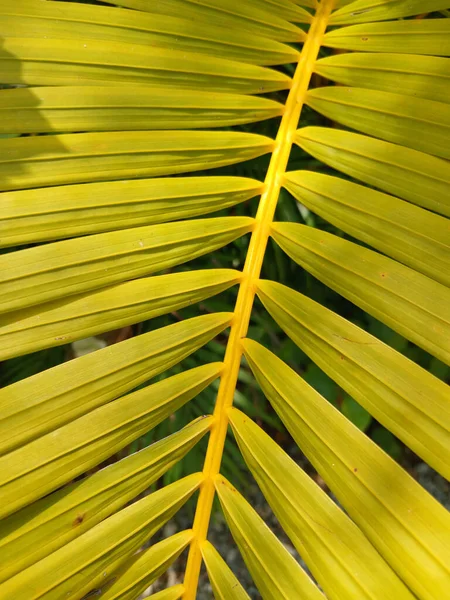 Закрыть Зеленый Лист Кокосового Дерева — стоковое фото