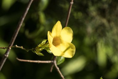 Yeşil yapraklı Sarı Allamanda 'ya yaklaş