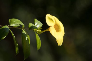 Yeşil yapraklı Sarı Allamanda 'ya yaklaş