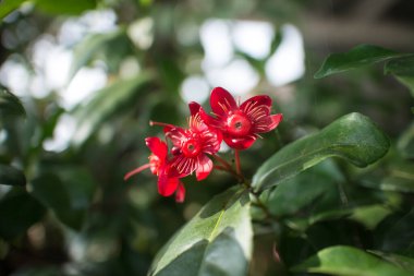 Ochna serrulata ya da küçük terk edilmiş uçak ya da karnaval ochna kuş gözü çalılığı ya da Mickey mouse bitkisi ya da Mickey Mouse çalılığı