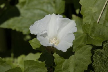 Beyaz çiçek Beaumontia grandiflora veya Paskalya zambağı