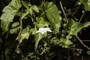 Beyaz çiçek Beaumontia grandiflora veya Paskalya zambağı