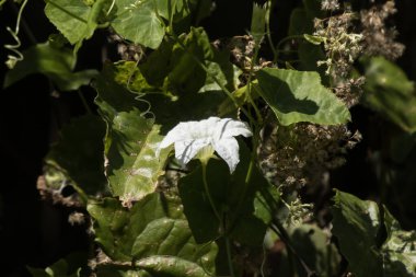 Beyaz çiçek Beaumontia grandiflora veya Paskalya zambağı