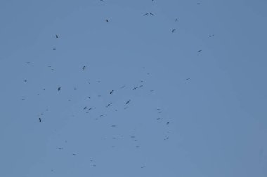 Mavi gökyüzü arka planında uçan Asyalı gagalı kuş sürüsü