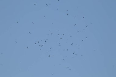 Mavi gökyüzü arka planında uçan Asyalı gagalı kuş sürüsü