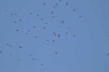 Mavi gökyüzü arka planında uçan Asyalı gagalı kuş sürüsü