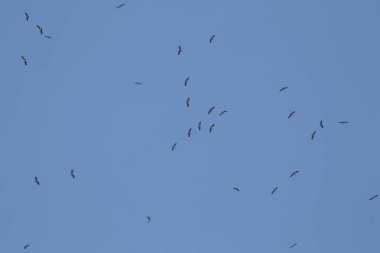 Mavi gökyüzü arka planında uçan Asyalı gagalı kuş sürüsü