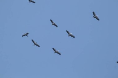 Mavi gökyüzü arka planında uçan Asyalı gagalı kuş sürüsü