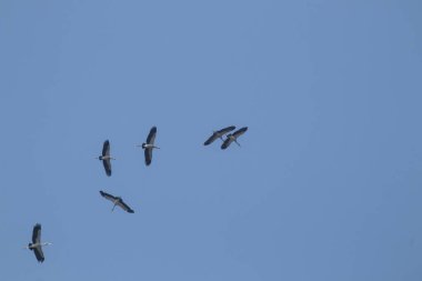 Mavi gökyüzü arka planında uçan Asyalı gagalı kuş sürüsü