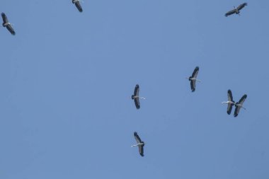 Mavi gökyüzü arka planında uçan Asyalı gagalı kuş sürüsü