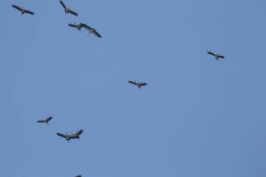 Mavi gökyüzü arka planında uçan Asyalı gagalı kuş sürüsü