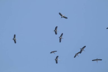 Mavi gökyüzü arka planında uçan Asyalı gagalı kuş sürüsü