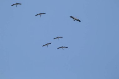 Mavi gökyüzü arka planında uçan Asyalı gagalı kuş sürüsü