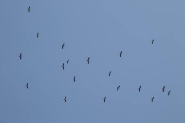 Mavi gökyüzü arka planında uçan Asyalı gagalı kuş sürüsü