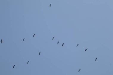 Mavi gökyüzü arka planında uçan Asyalı gagalı kuş sürüsü