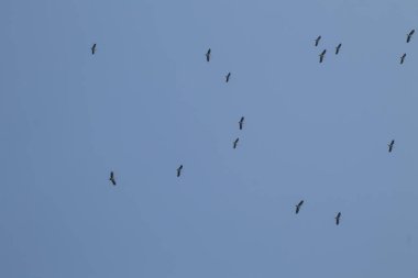 Mavi gökyüzü arka planında uçan Asyalı gagalı kuş sürüsü