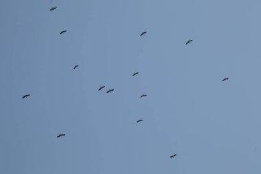 Mavi gökyüzü arka planında uçan Asyalı gagalı kuş sürüsü