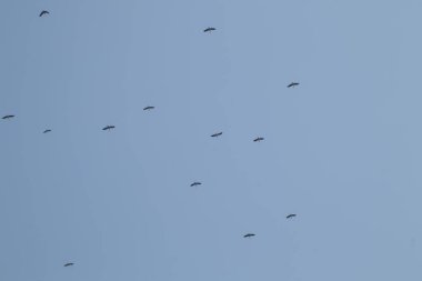 Mavi gökyüzü arka planında uçan Asyalı gagalı kuş sürüsü