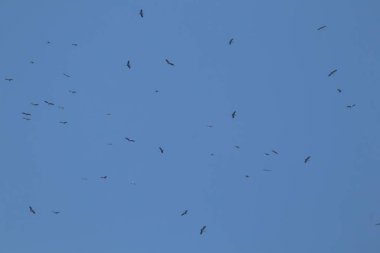 Mavi gökyüzü arka planında uçan Asyalı gagalı kuş sürüsü