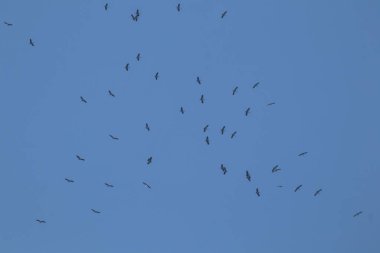 Mavi gökyüzü arka planında uçan Asyalı gagalı kuş sürüsü