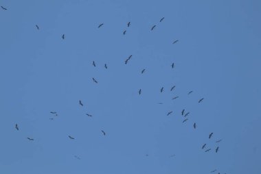 Mavi gökyüzü arka planında uçan Asyalı gagalı kuş sürüsü