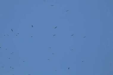 Mavi gökyüzü arka planında uçan Asyalı gagalı kuş sürüsü