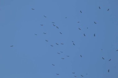 Mavi gökyüzü arka planında uçan Asyalı gagalı kuş sürüsü