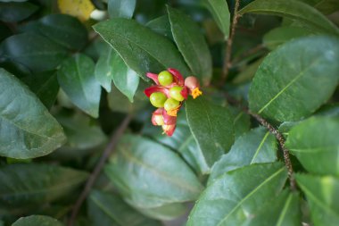 Ochna serrulata ya da küçük terk edilmiş uçak ya da karnaval ochna kuş gözü çalılığı ya da Mickey mouse bitkisi ya da Mickey Mouse çalılığı