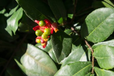 Ochna serrulata ya da küçük terk edilmiş uçak ya da karnaval ochna kuş gözü çalılığı ya da Mickey mouse bitkisi ya da Mickey Mouse çalılığı