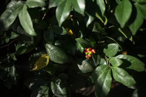 Ochna serrulata ya da küçük terk edilmiş uçak ya da karnaval ochna kuş gözü çalılığı ya da Mickey mouse bitkisi ya da Mickey Mouse çalılığı