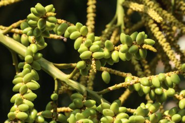 Yeşil palmiye tohumunu kapat