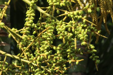 Yeşil palmiye tohumunu kapat