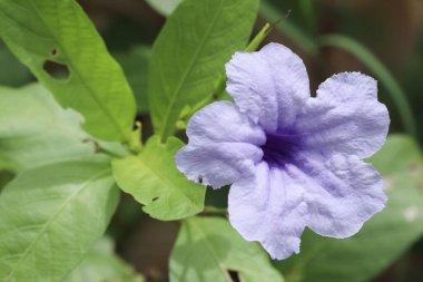 Ruellia Simplex veya Meksika petunyası veya Meksika BlueBell veya Britanya petunya çiçeği