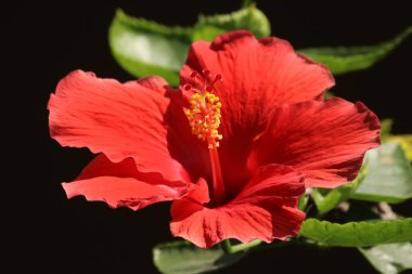 Kırmızı Hibiscus rosa-sinensis polenini kapat veya yeşil yapraklı Cooperi