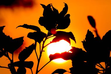 Kızıl Hibiscus Rosa-Sinensis 'in Güneş ve Gölgesi