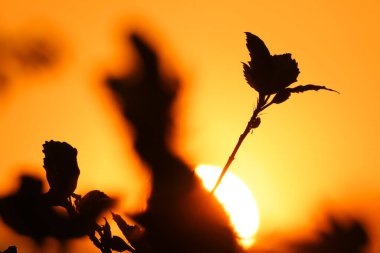 Kızıl Hibiscus Rosa-Sinensis 'in Güneş ve Gölgesi