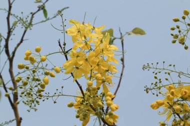 Küçük Sarı Çiçek ya da Cassia fistül çiçeğini kapat